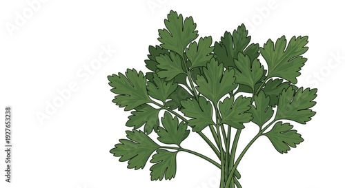 Lush bunch of fresh green parsley leaves and stems shown in a detailed vector illustration ideal for culinary or garden themes.