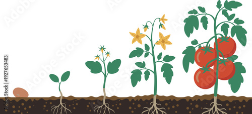 Tomato plant life cycle stages from seed germination to ripe fruit, gardening agriculture vector illustration isolated