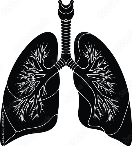 Detailed anatomical illustration of human lungs in black presented as a silhouette on transparent background high quality professional detailed modern elegant