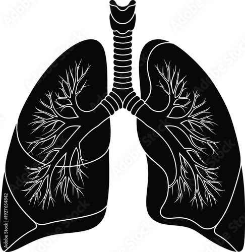Detailed illustration of human lungs with branching airways presented in a striking black silhouette on transparent background high quality professional detailed