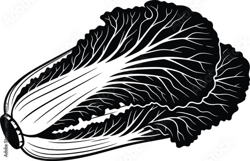 A detailed black silhouette of a napa cabbage leaf showcasing intricate vein patterns on transparent background high quality professional modern elegant
