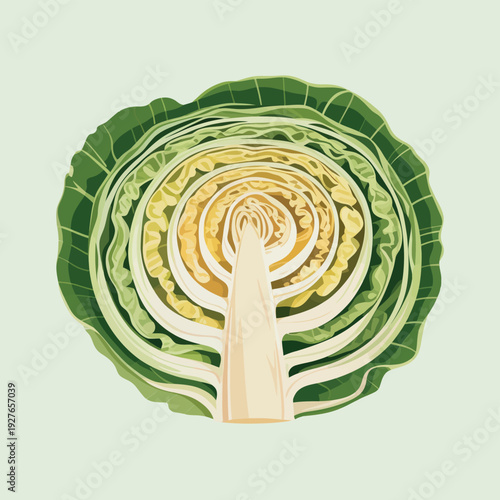 Cross section of fresh green cabbage showing layered leaves and core