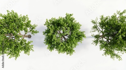 Aerial view of lush green trees on a white background creating a peaceful scene