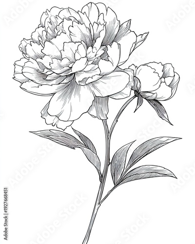 Delicate black and white botanical illustration of a lush peony flower and bud