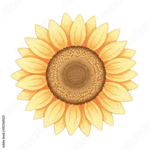 Watercolor Sunflower Isolated on White Background, Botanical Illustration