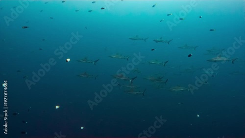 Wallpaper Mural Large numbers of Grey Reef Sharks swim in open water of Palau's shark sanctuary Torontodigital.ca