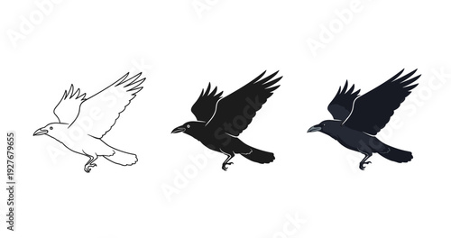 Three ravens in flight: outline, silhouette, and full detail illustrations