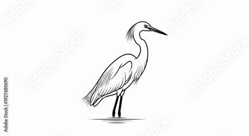 Black and white line drawing of a wading bird with a long neck and beak