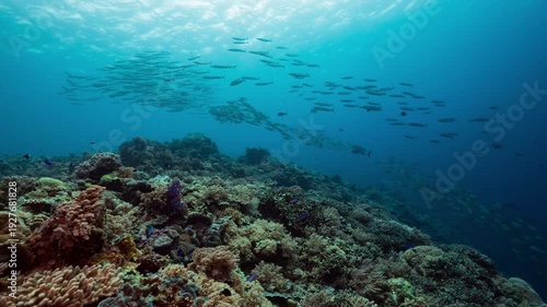Wallpaper Mural Large schools of fish being hungered by predators above a coral reef in the marine sanctuary of Palau Torontodigital.ca