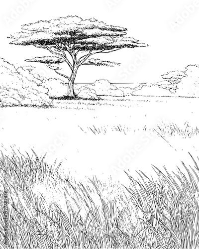 Grassy savanna with a single flat-topped acacia tree at sunset, vector design