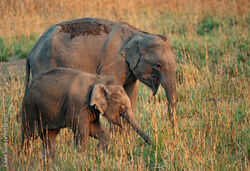 Sticker Asian elephant, Jim Corbett National Park, India.