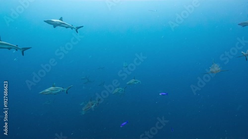 Wallpaper Mural Underwater scene of huge numbers of sharks swimming past viewer in blue water Torontodigital.ca