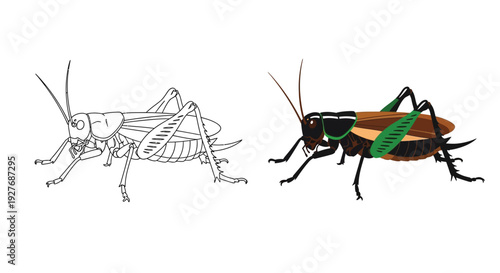 Vector graphic illustration of a cricket insect showing both a detailed outline drawing and a separate colored version side by side
