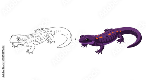 A charming vector illustration showcasing a playful salamander creature, presented as both an outline drawing for coloring and a vibrantly colored graphic design.