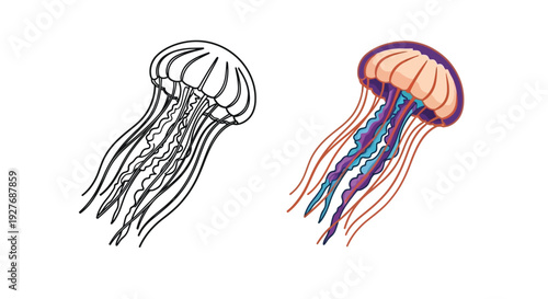Vector graphic illustration showcasing a detailed black outline design and a vibrant colored version of a swimming jellyfish creature.