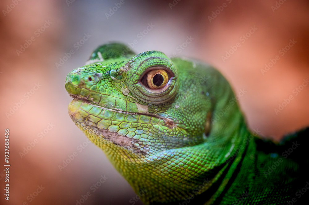Fototapeta premium green iguana on a palm