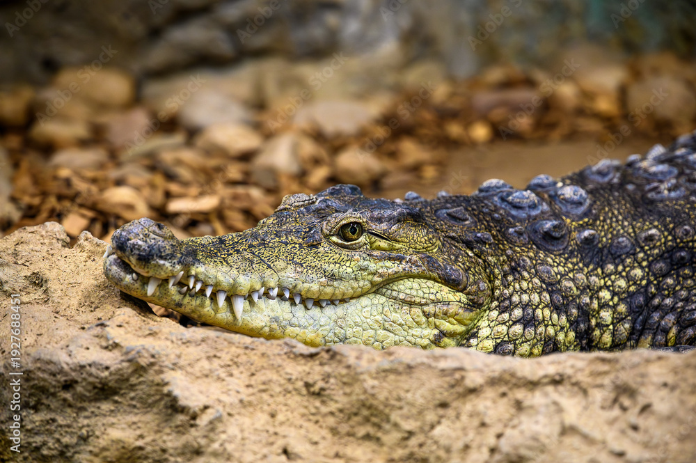 Obraz premium Close-Up Portrait of Crocodile Resting on Riverbank