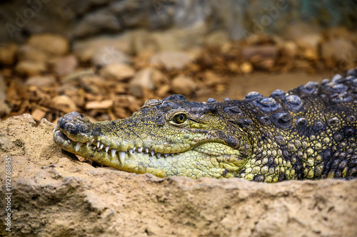 Close-Up Portrait of Crocodile Resting on Riverbank