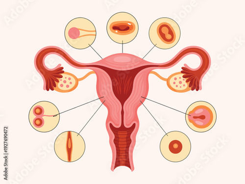 Diagram of the female reproductive system showing ovulation and early embryonic development