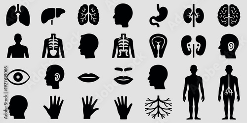 Collection of black silhouette icons representing human anatomy and organs