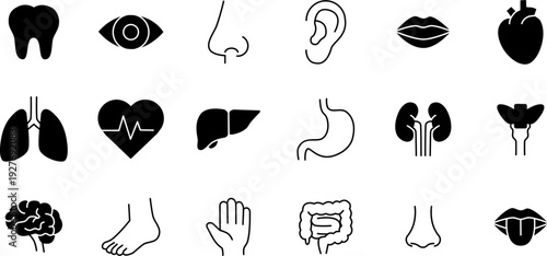 Human Organs Icon Set. Human Organs Thin Line and solid Illustrations. Editable Vector Signs Collection