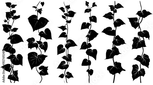 Climbing plant bundle showcasing thick wood and buds, vector graphic set