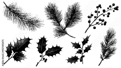 Evergreen bough set with frosted needles and prickly holly sprigs, vector graphic set