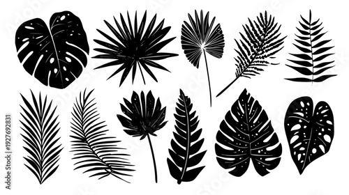 Jungle foliage set with monstera leaves and fan palm fronds, vector set