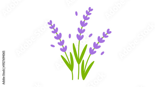 Simple flat of purple lavender sprigs with green leaves white background plant