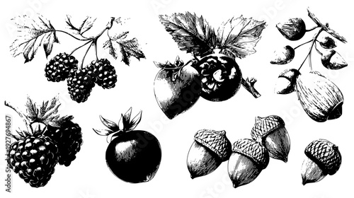 Woodland picnic collection featuring berries and nuts, vector graphic set