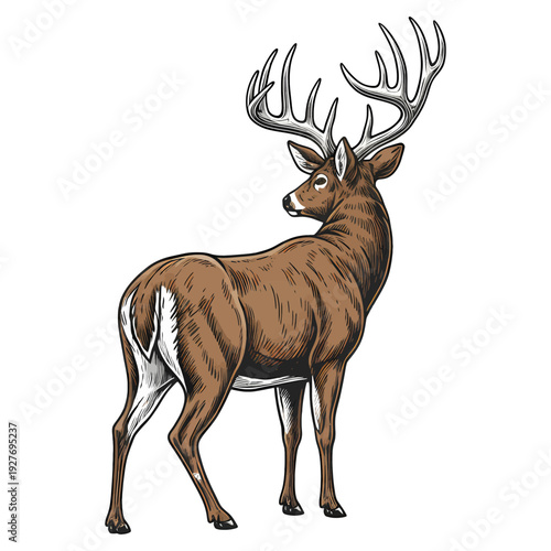 Majestic whitetail deer buck with large antlers standing isolated on white background