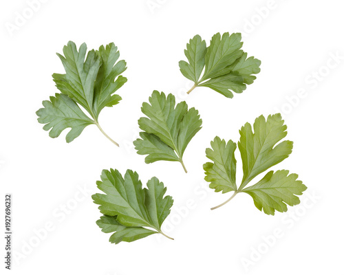 Fresh Parsley Leaves on White Background