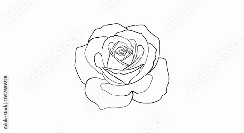 Minimalist outline drawing of a blooming rose flower