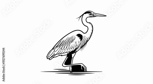 Black and white illustration of a heron standing in shallow water on a rock