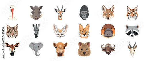 Collection of various animal faces including lion, giraffe, and zebra