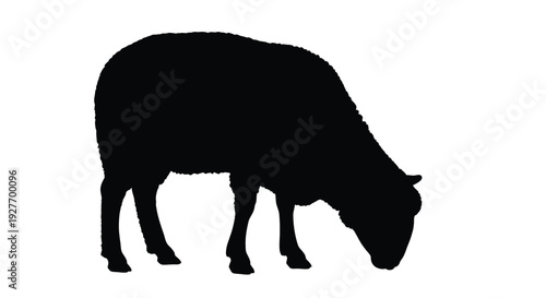 A black silhouette of a sheep grazing with its head lowered