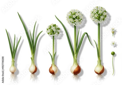 Multiple growth stages of an edible bulbous plant with developing spherical flower clusters are displayed