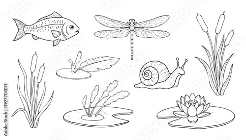 Explore the fascinating world of pond life featuring a collection of freshwater animals and aquatic plants like fish, dragonflies, snails, cattails, and water lilies, perfect for
