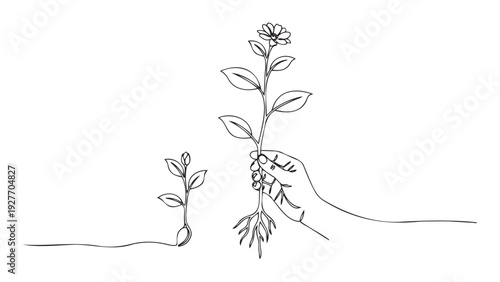 Minimalist line drawing depicting the natural progression of a plant from a tiny germinating seed to a robust flowering stalk cradled in a human hand, excellent for themes of gardening,