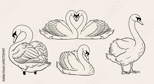 Elegant Swan Illustrations: A Collection of Graceful Waterfowl Poses