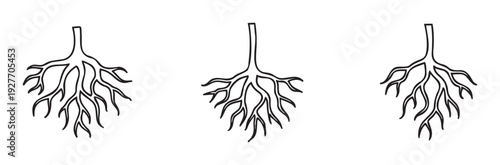 Simple outline drawings of fibrous root systems representing plant growth and natural foundations for biological and educational content