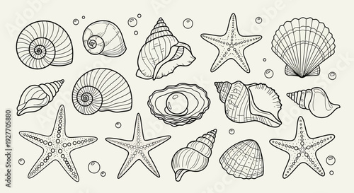 Collection of Hand-Drawn Seashells and Starfish, Ocean Life Illustration