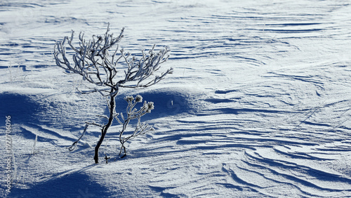 Photography Small pine tree at cold winter morning in Torronsuo national park at Tammela, Finland