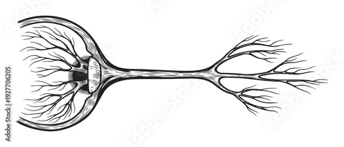 Stylized black and white diagram of a neuron structure with branching dendrites and axon terminals, useful for biology textbooks, scientific research, and neurology education resources.