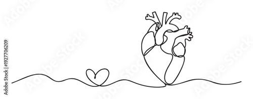 Minimalist continuous line drawing depicting a human anatomical heart connected to a small romantic heart shape, ideal for medical, health, or emotional wellness content and educational