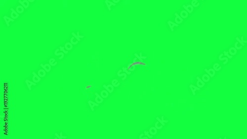 Gray 2d cartoon smoke puff animation for explosion or steam effect isolated on green screen background