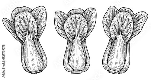 Hand-drawn illustration of three bok choy vegetables in detailed style