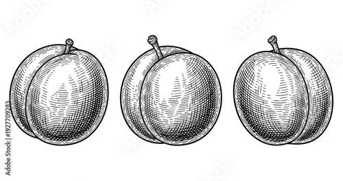 Vintage-style illustration of three detailed peaches in black and white