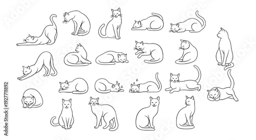 set of hand drawn cat illustrations