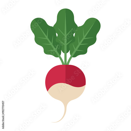 Vibrant red and white beetroot with fresh green leaves